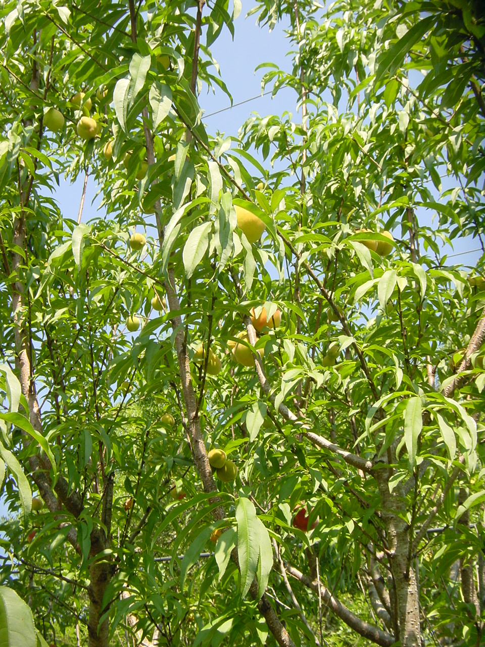 Peach Tree