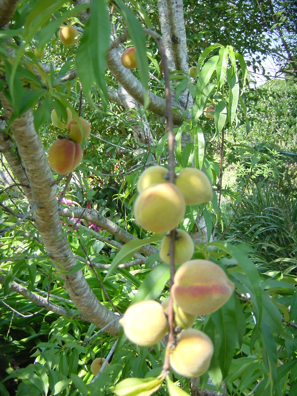 Peach Tree