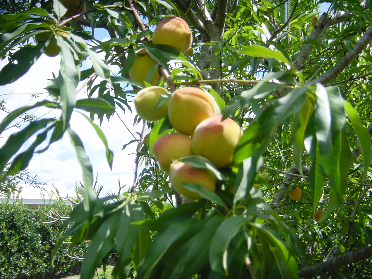 Peach Tree