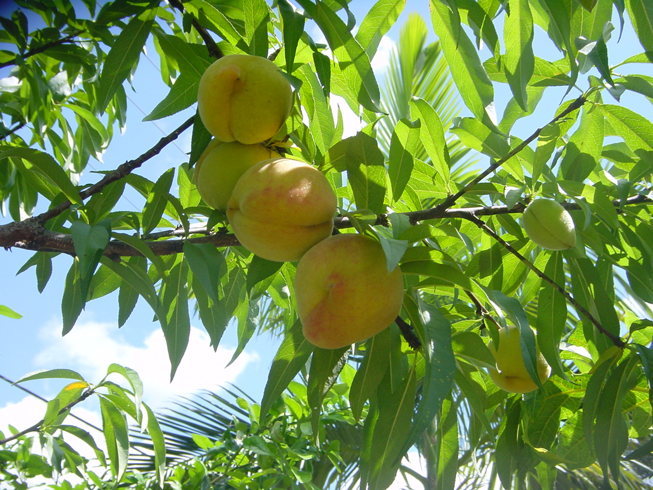 Peach Tree