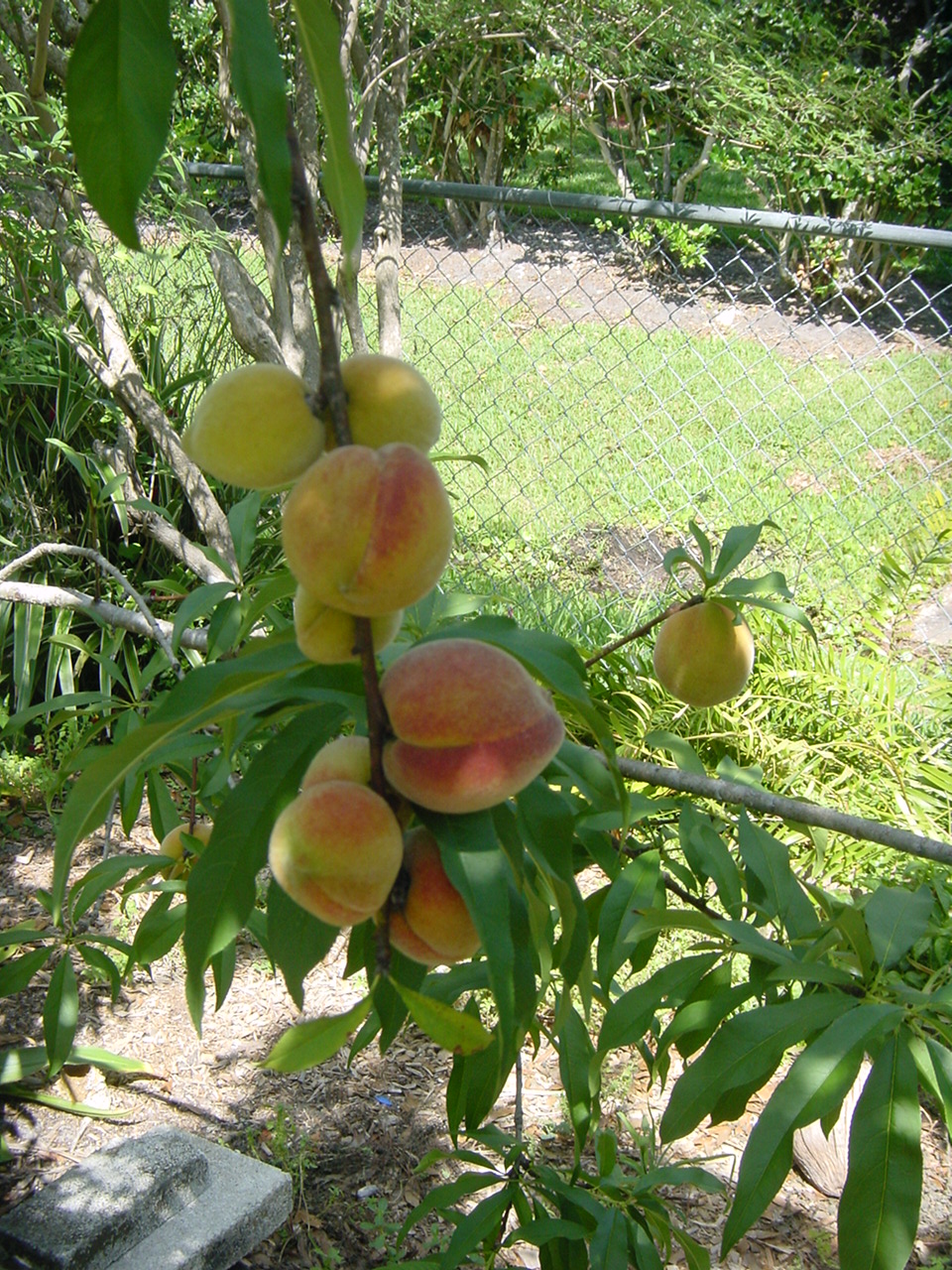 Peach Tree
