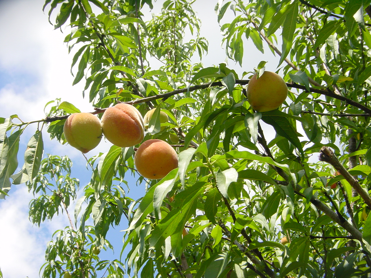 Peach Tree