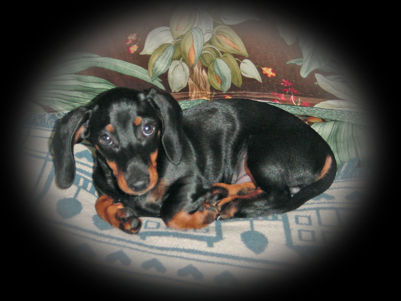 Toby on bed..