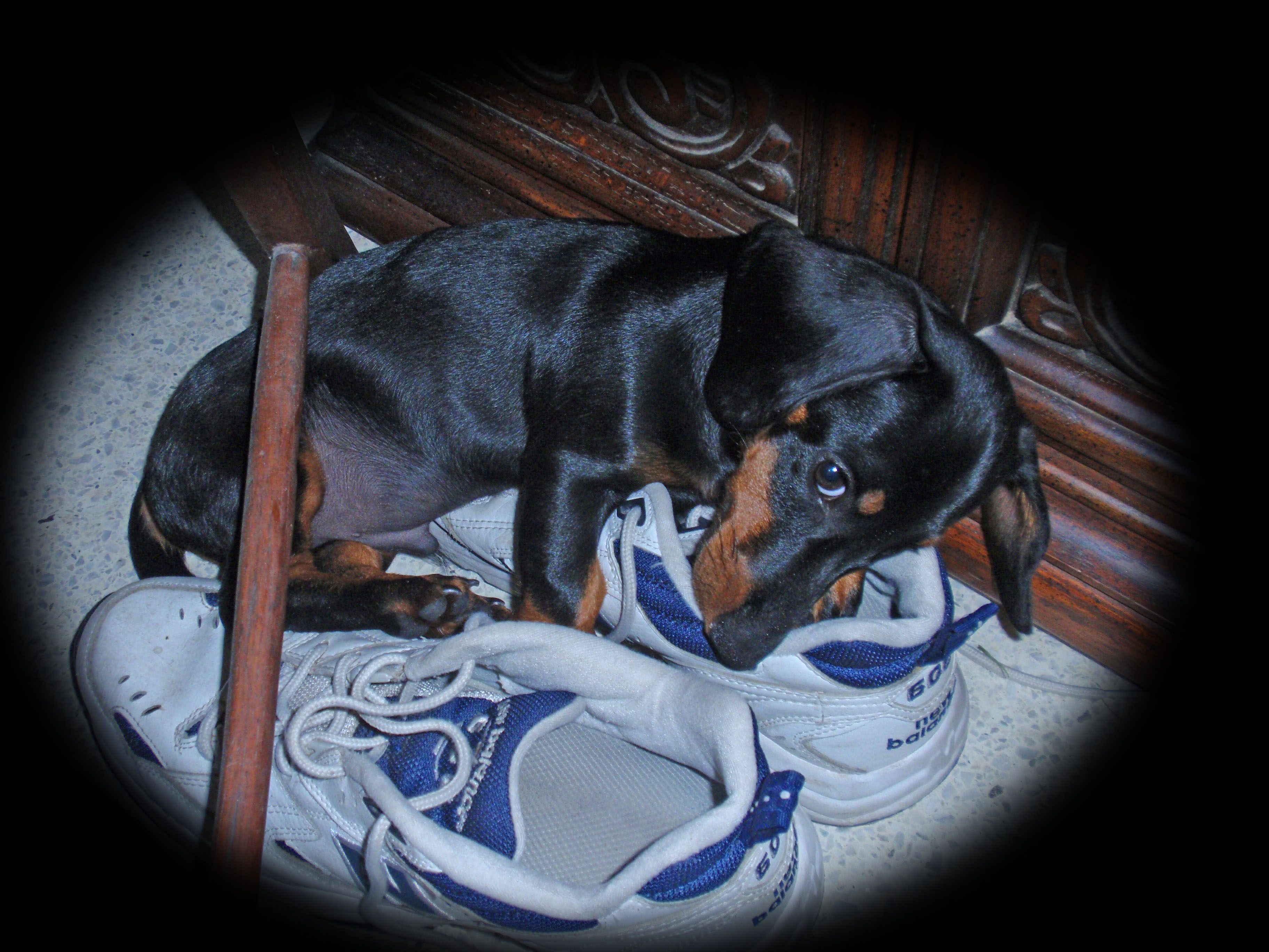 Toby on shoes..