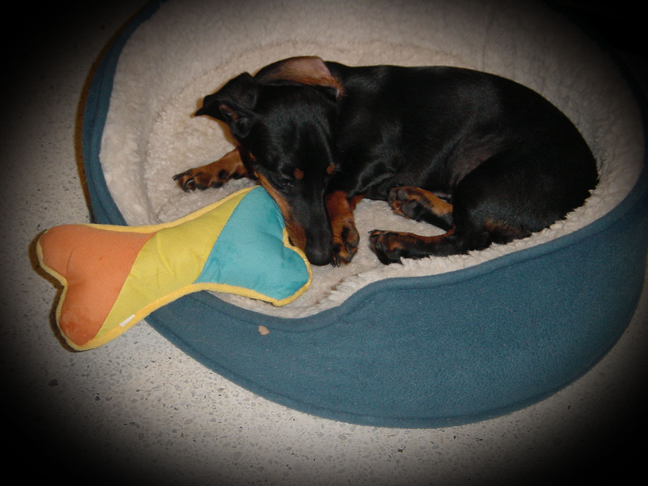 Toby in his bed with toy..