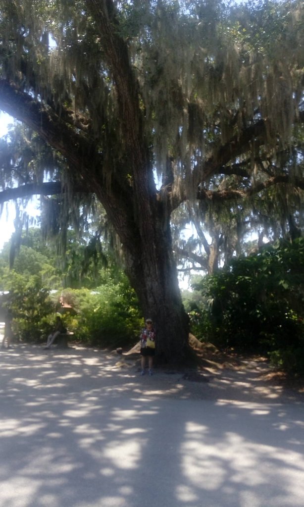 Magnolia Plantation