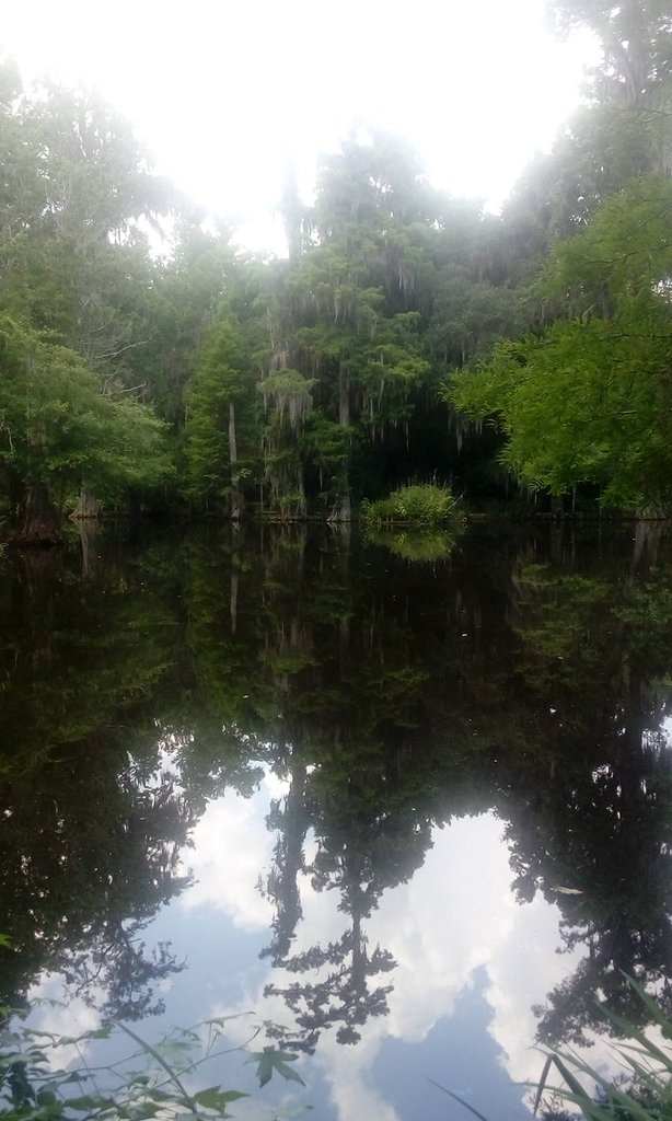 Magnolia Plantation