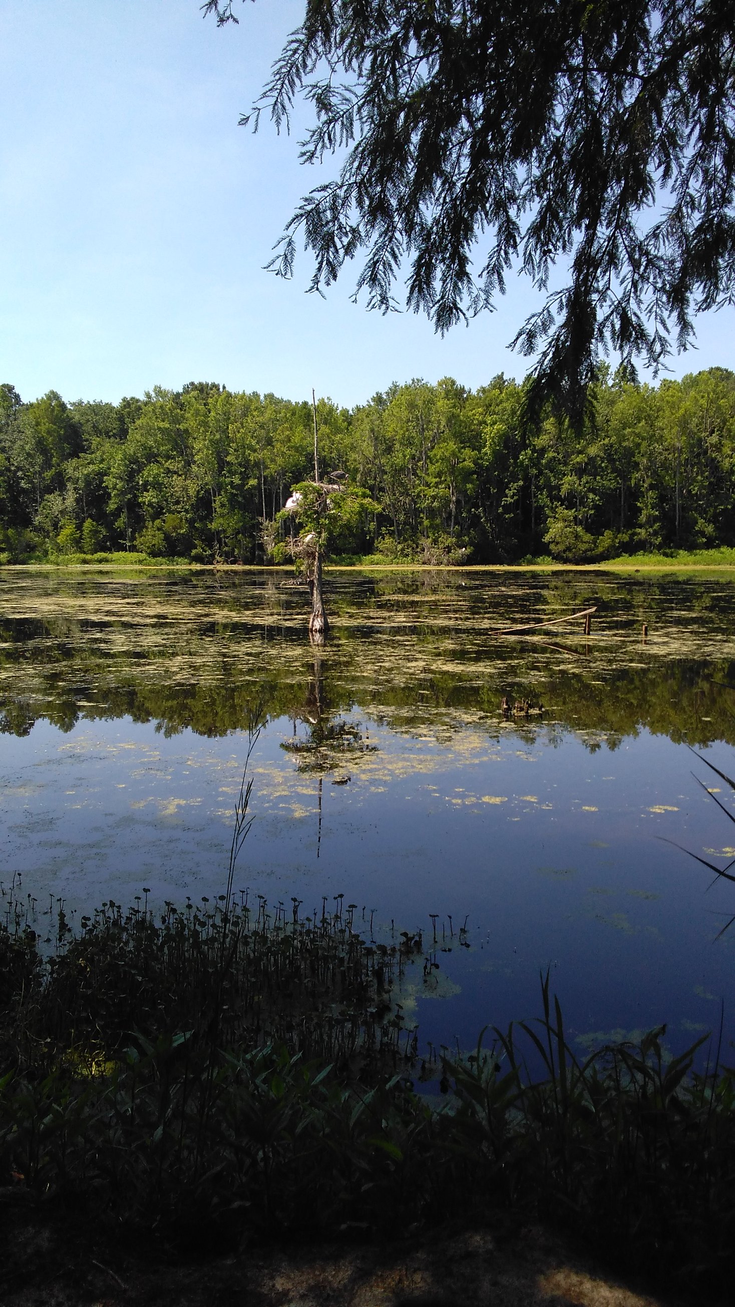 Magnolia Plantation