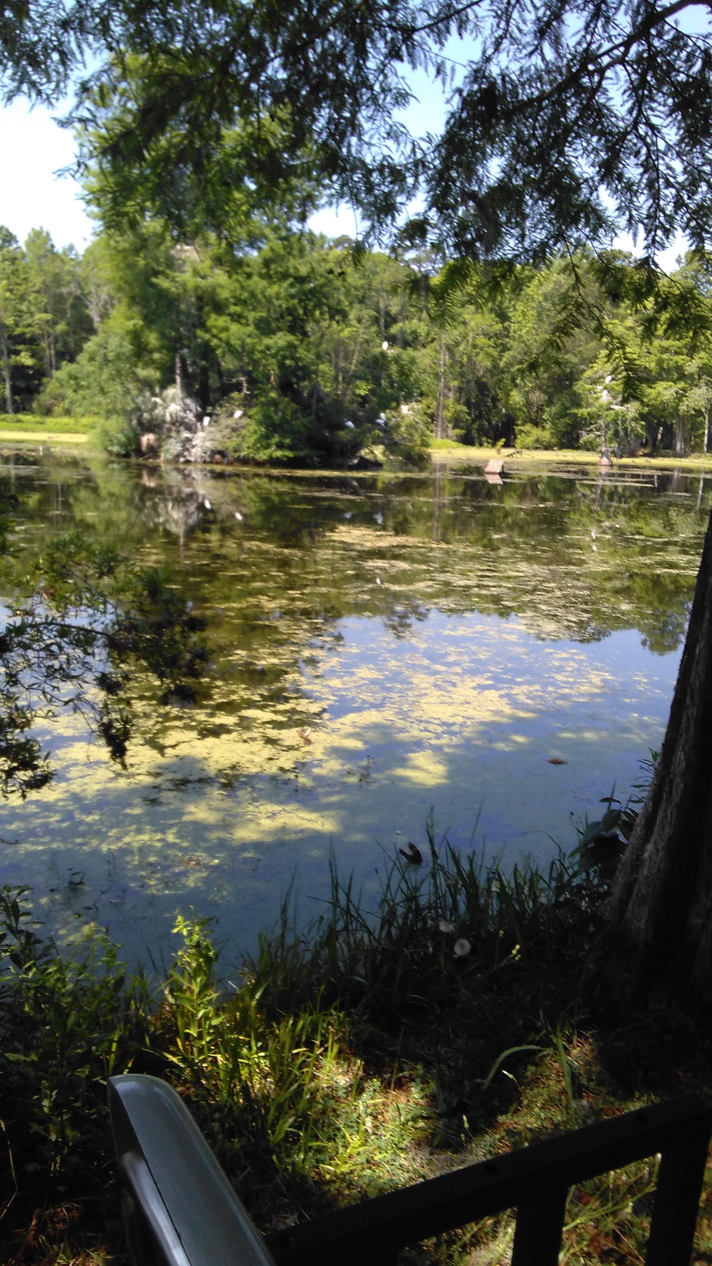 Magnolia Plantation