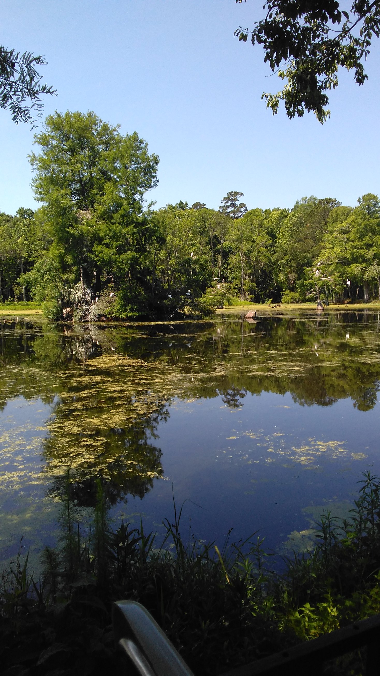 Magnolia Plantation