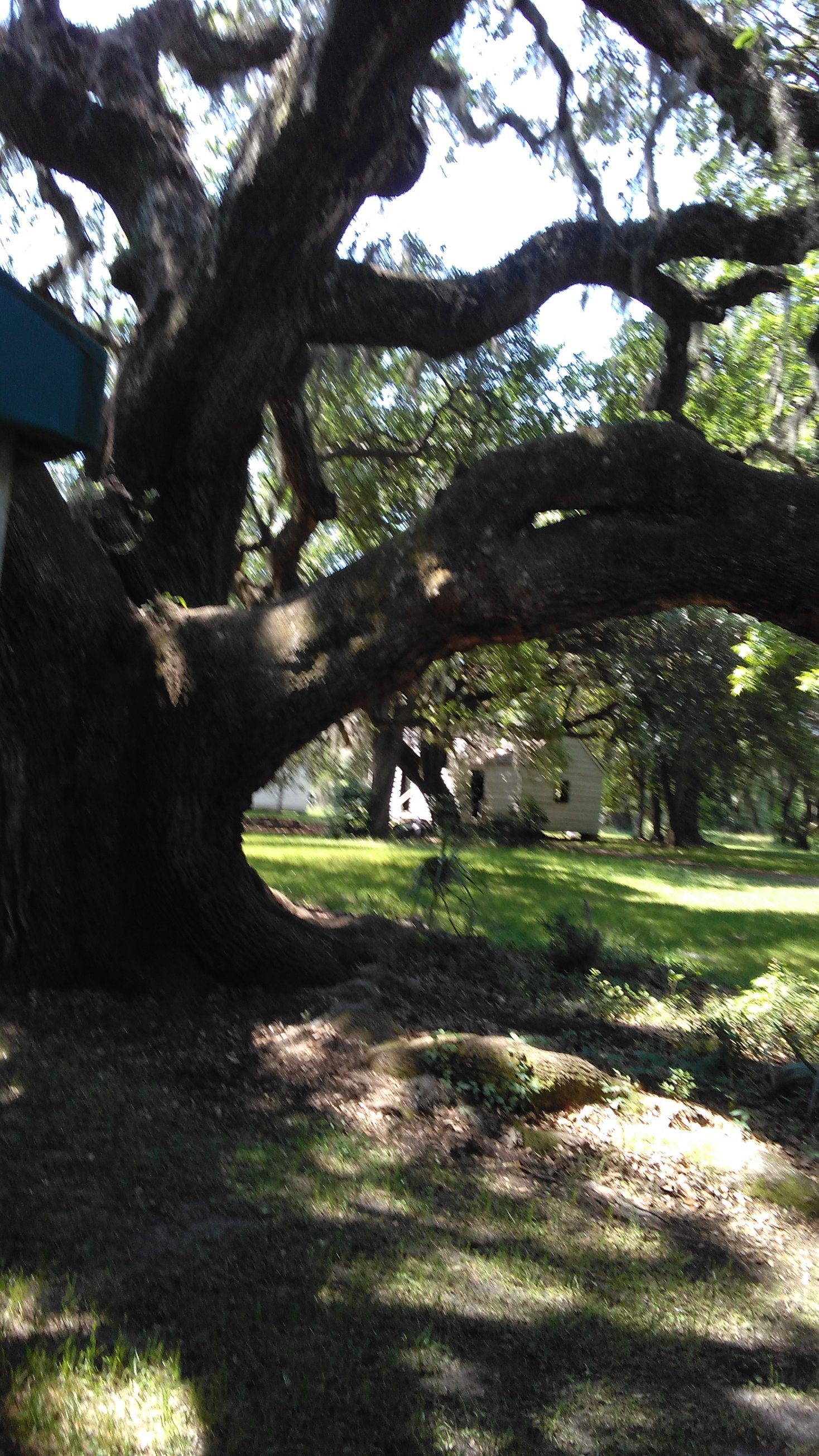Magnolia Plantation