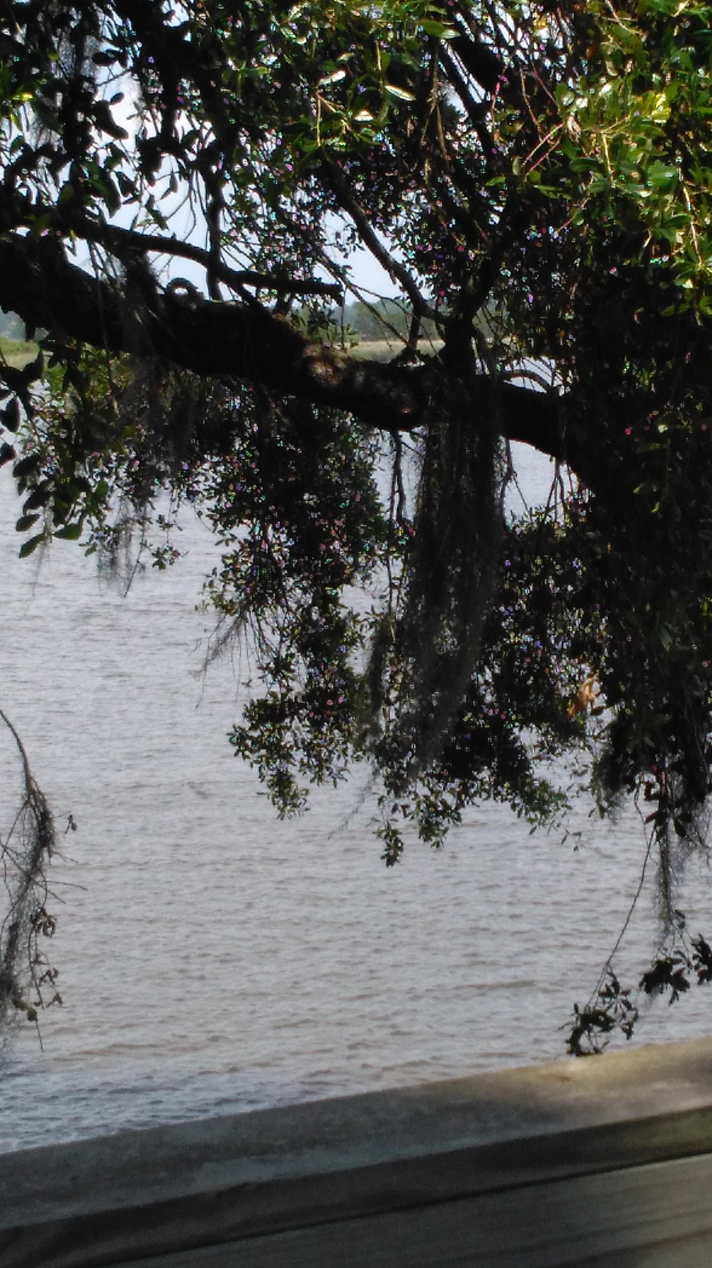 Magnolia Plantation