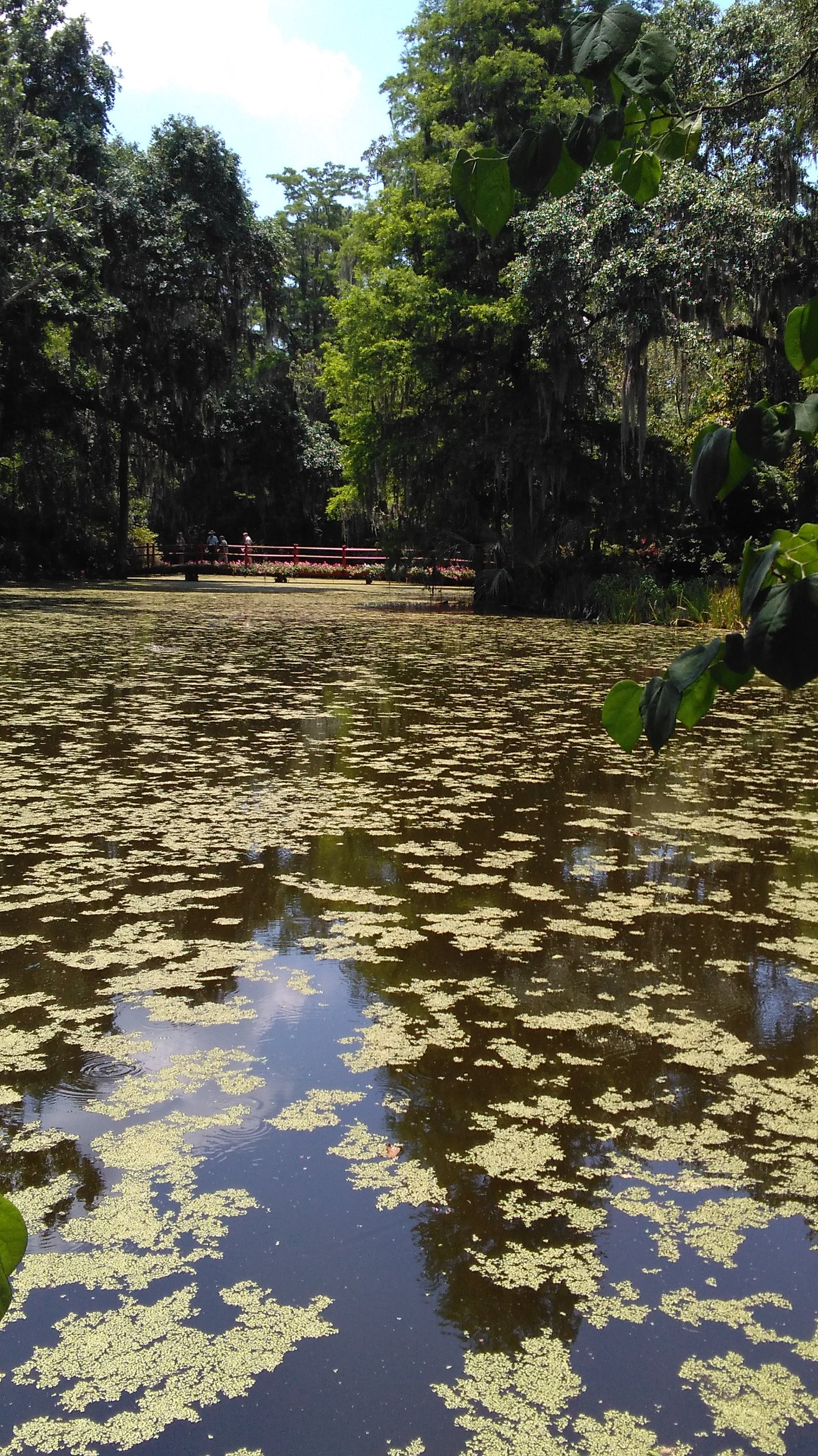 Magnolia Plantation