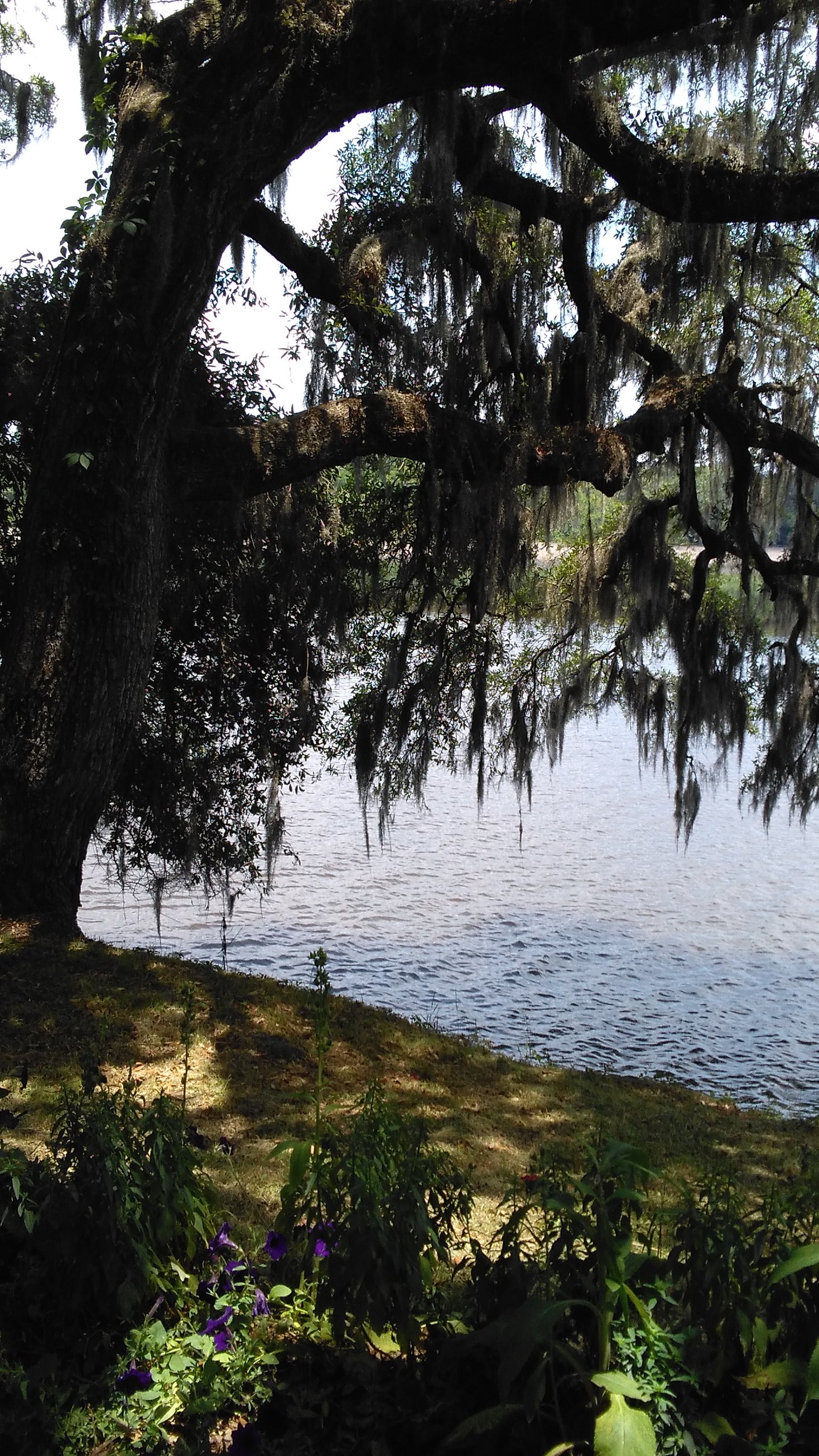 Magnolia Plantation