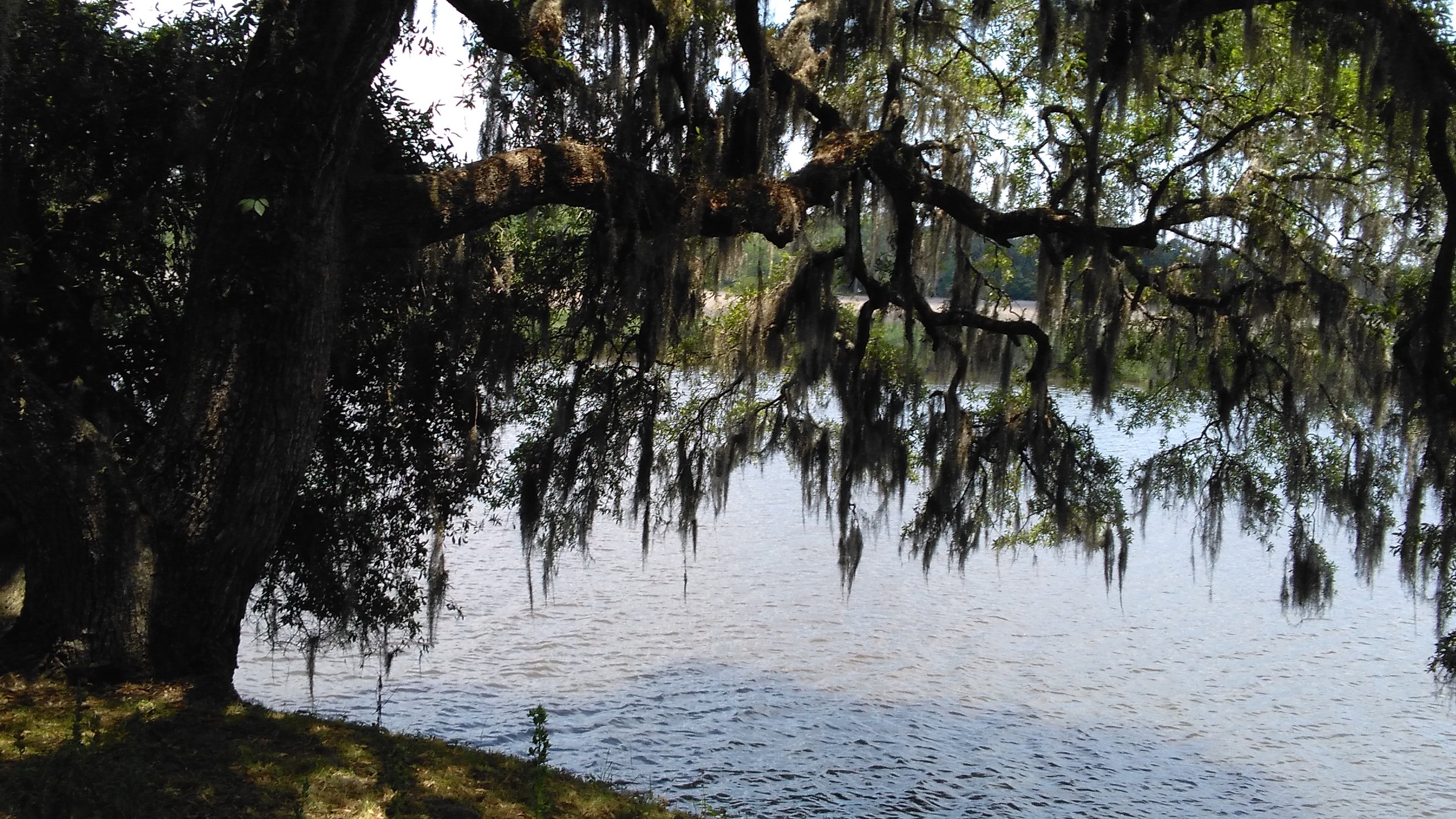 Magnolia Plantation