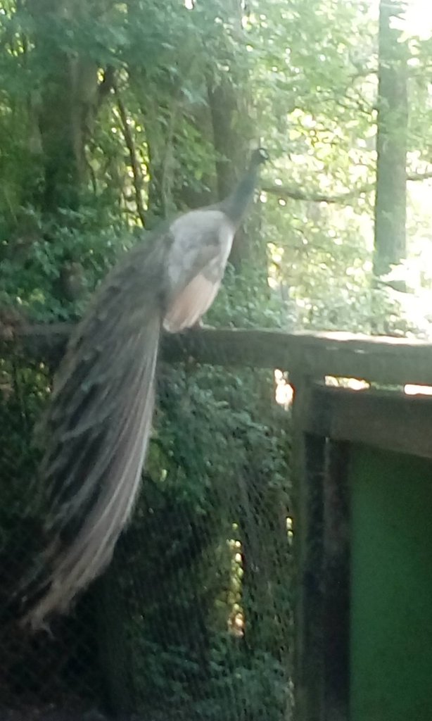 Magnolia Plantation