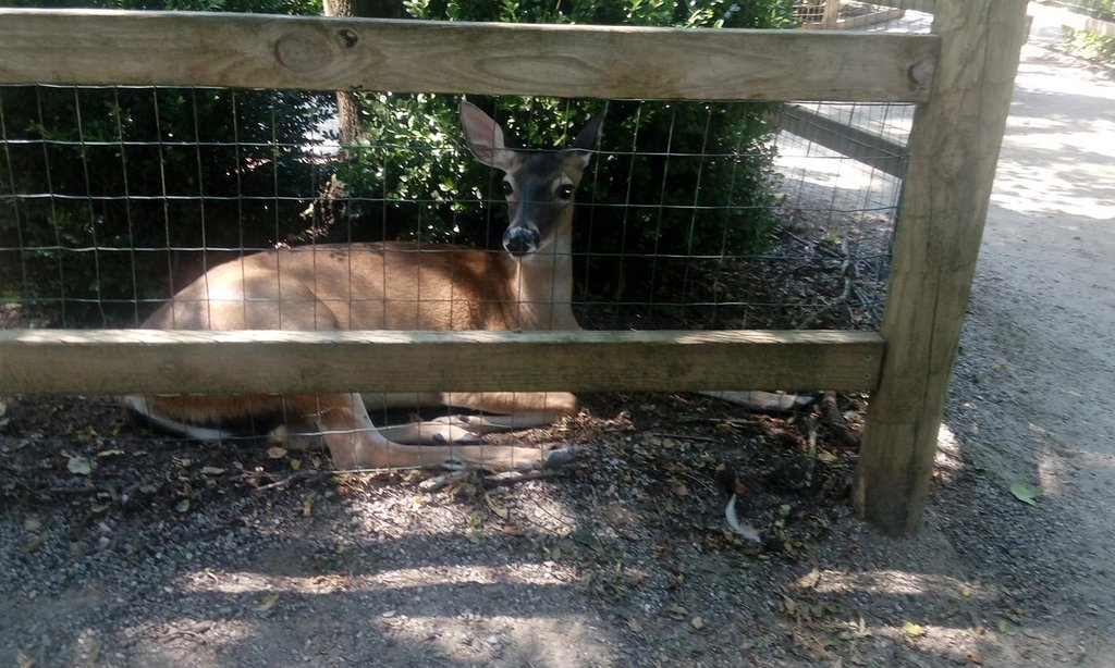 Magnolia Plantation