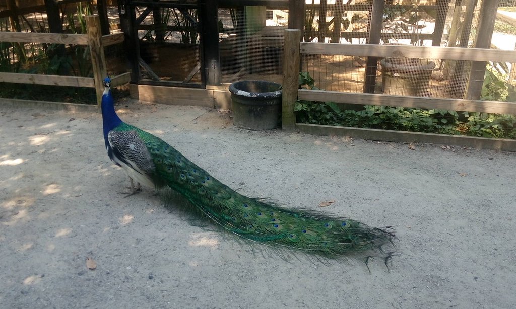 Magnolia Plantation