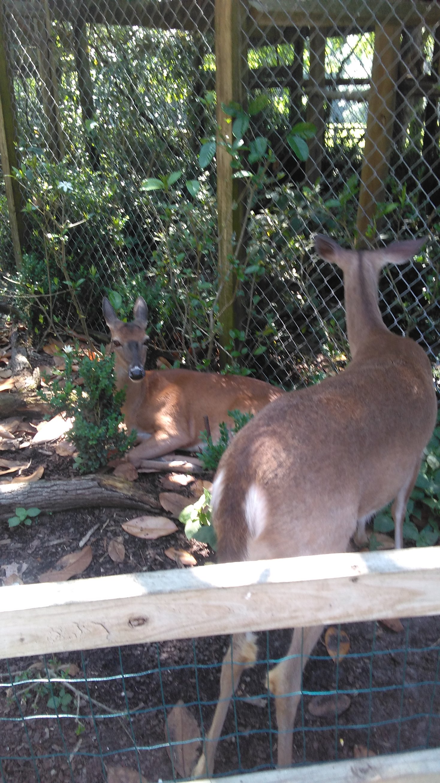 Magnolia Plantation