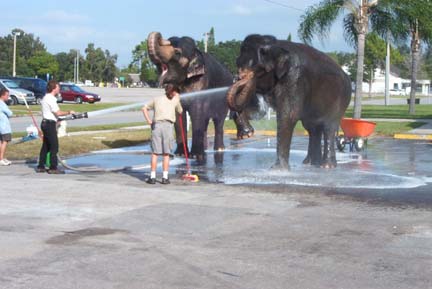 Elephants