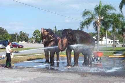 Elephants