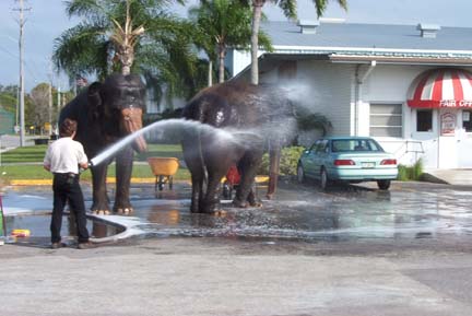 Elephants