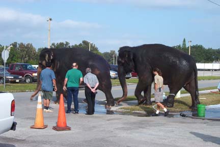 Elephants