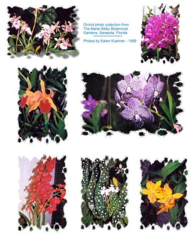 Orchid Photo