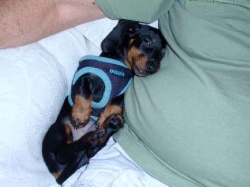 Toby