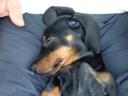 Toby