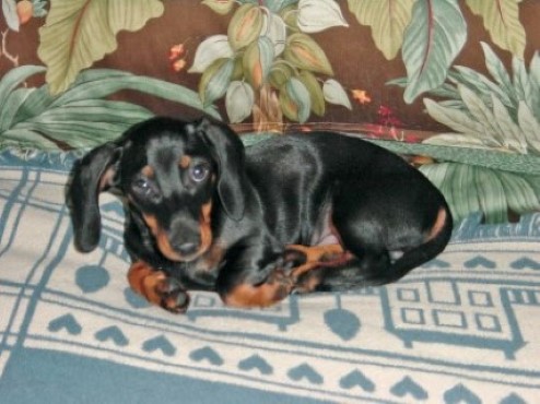 Toby