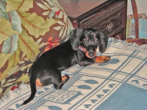 Toby