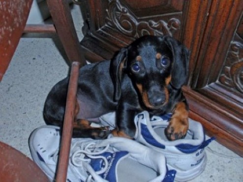 Toby