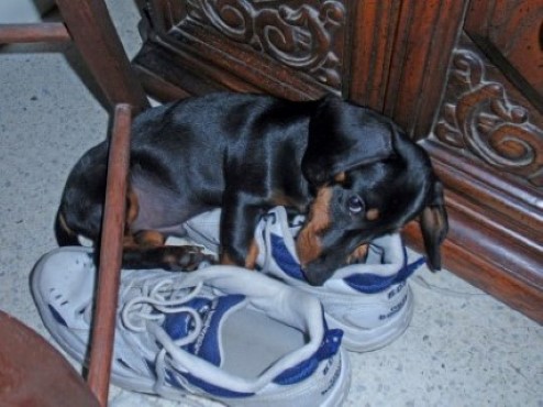 Toby
