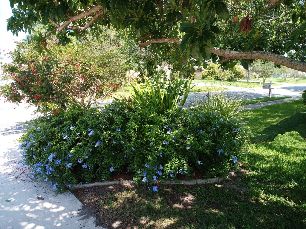 mulching