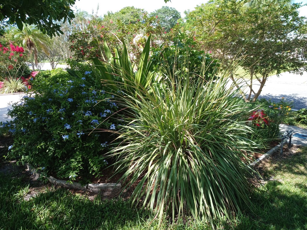 mulching