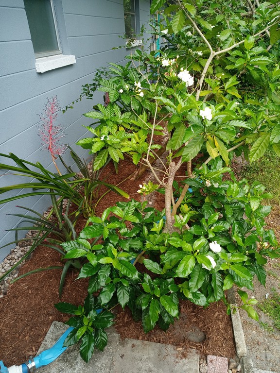 mulching