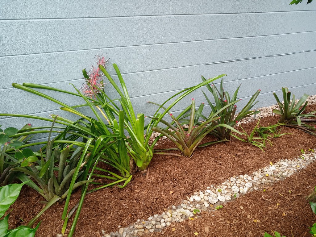 mulching