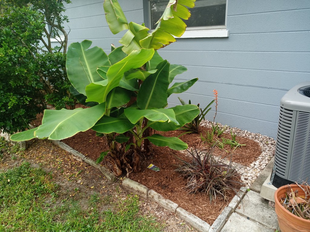 mulching