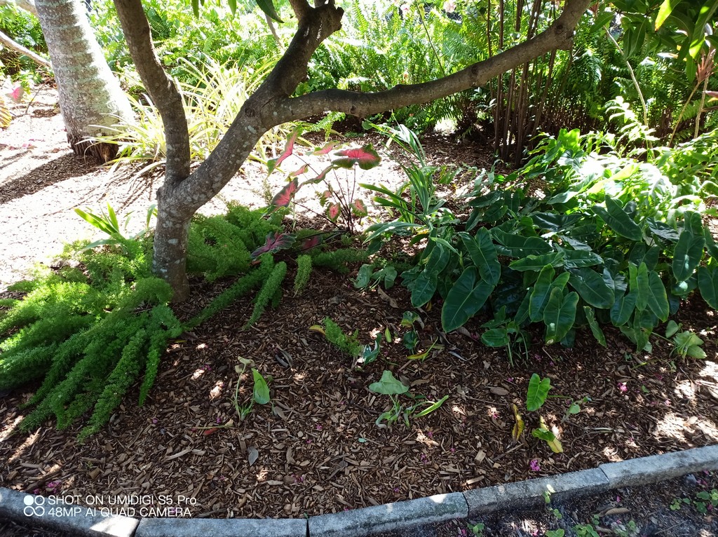 mulching