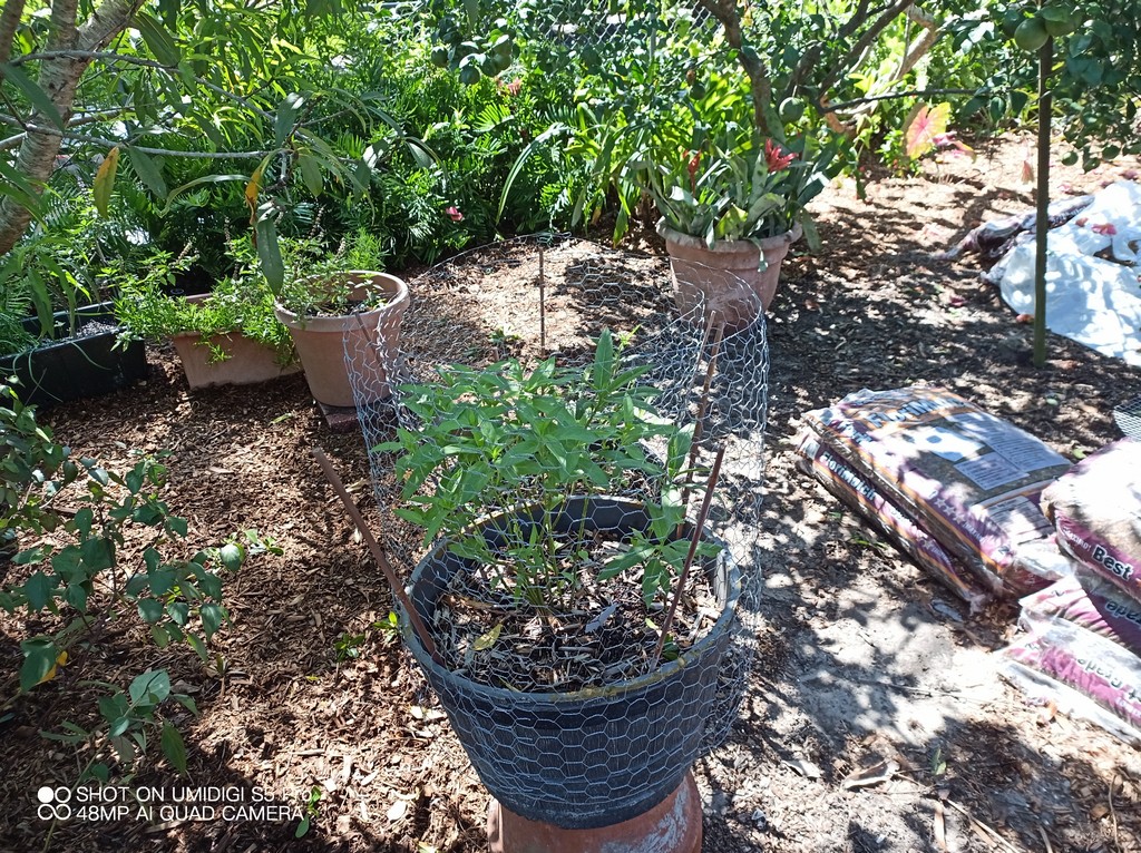 mulching