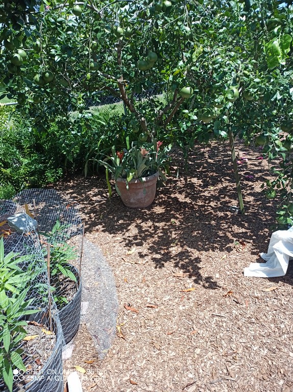 mulching