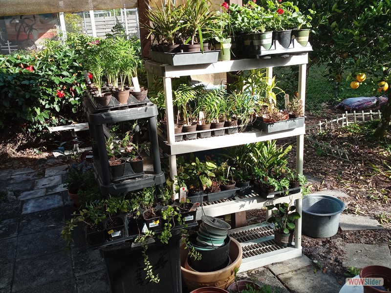 patGarden (1)