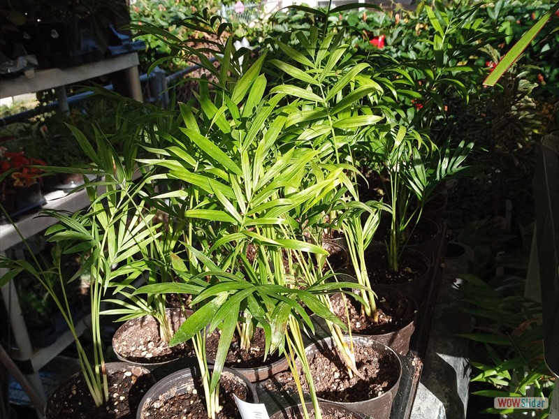 patGarden (10)