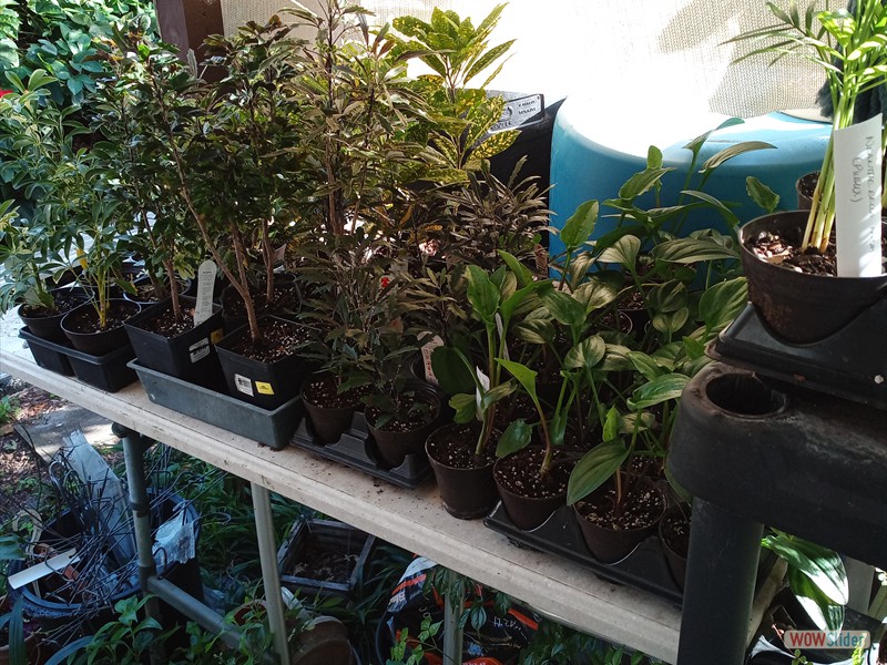 patGarden (11)