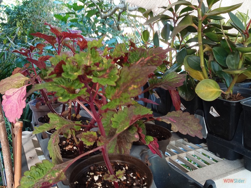 patGarden (13)