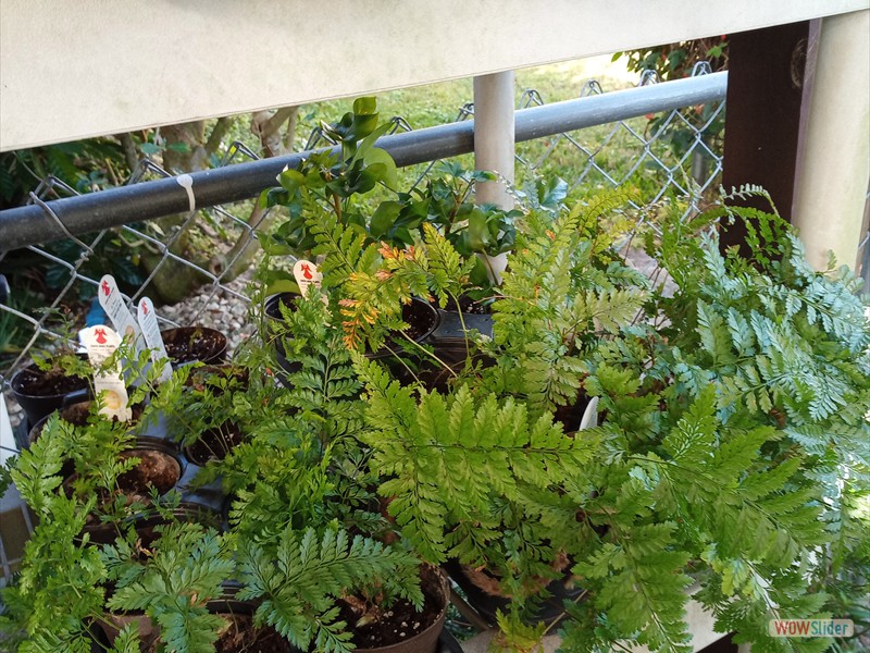 patGarden (15)