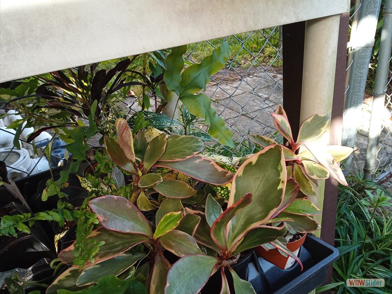 patGarden (16)