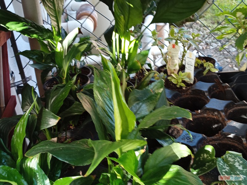 patGarden (17)