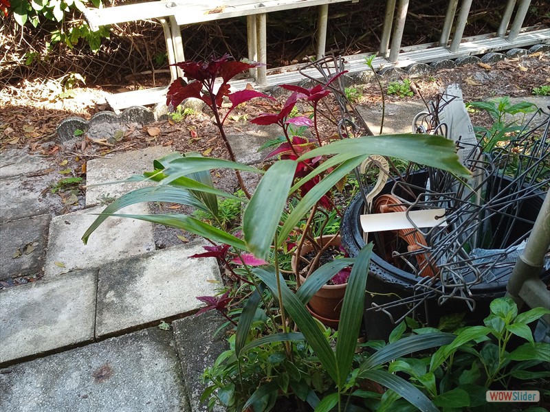 patGarden (18)